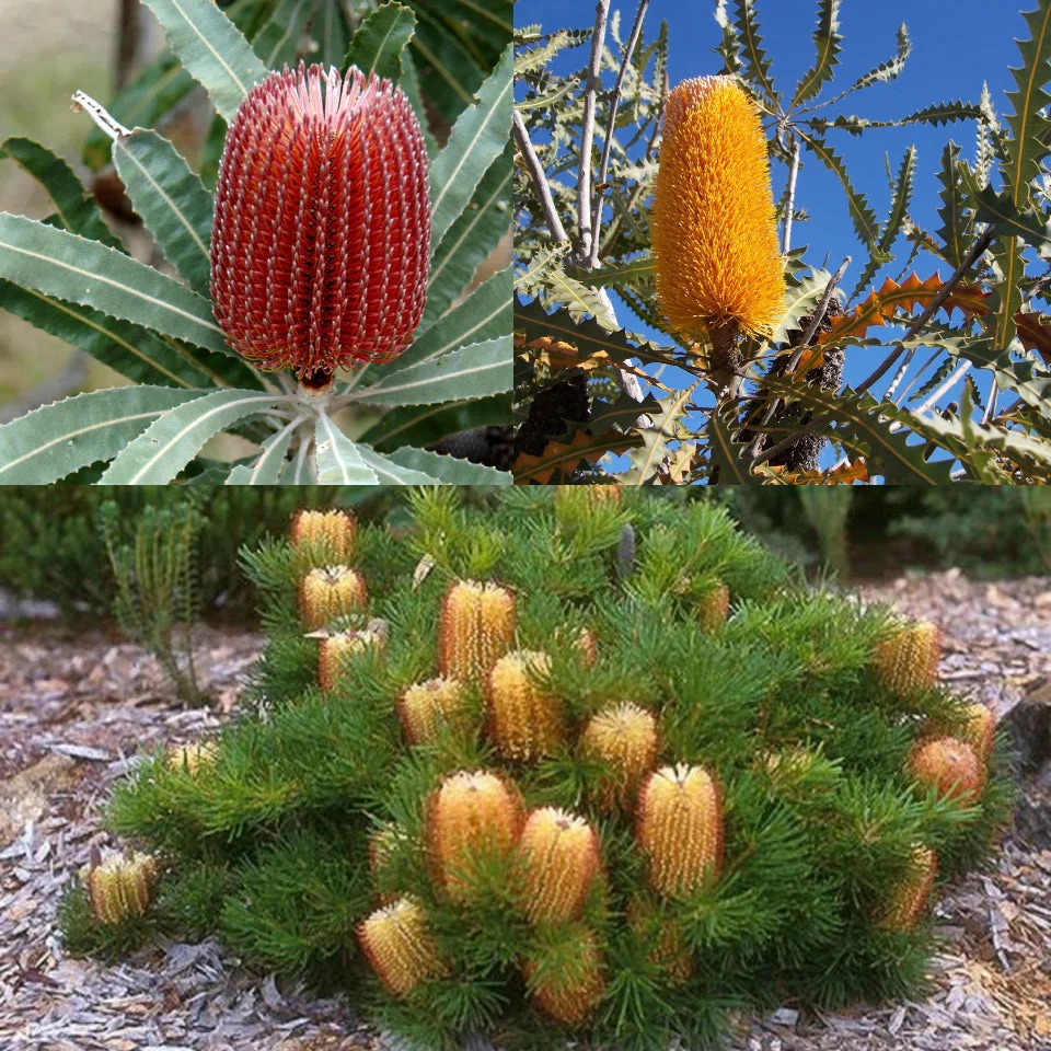 Banksia