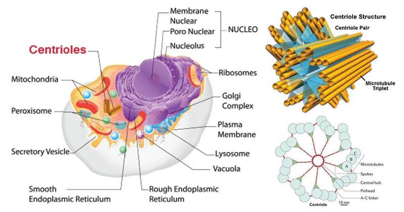 Centrioles-Structure-and-Functions