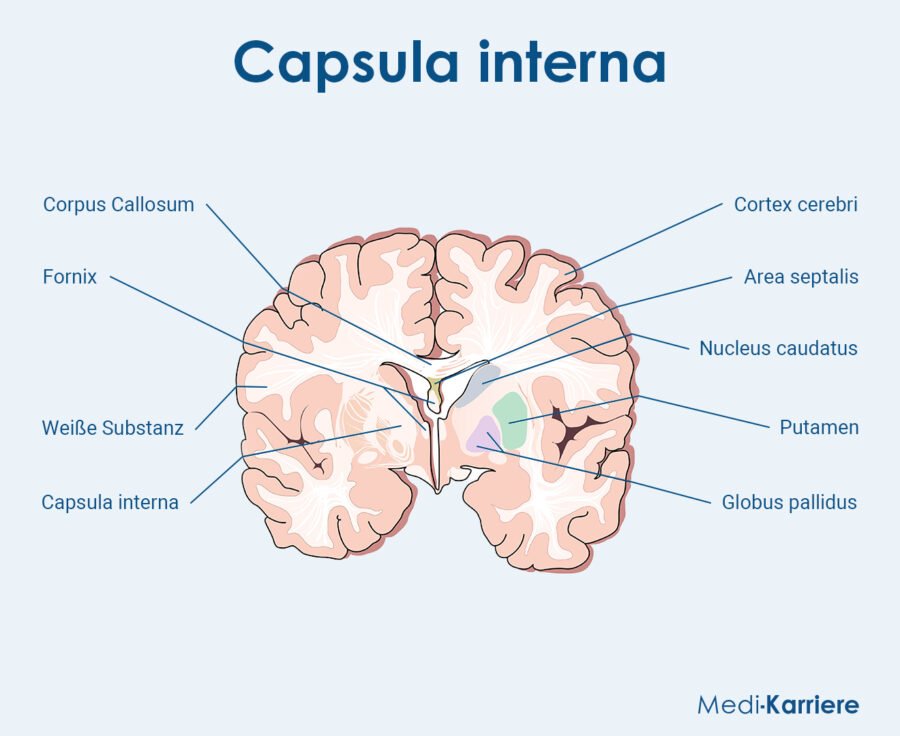 Grafik-Capsula-interna-e1724068599746