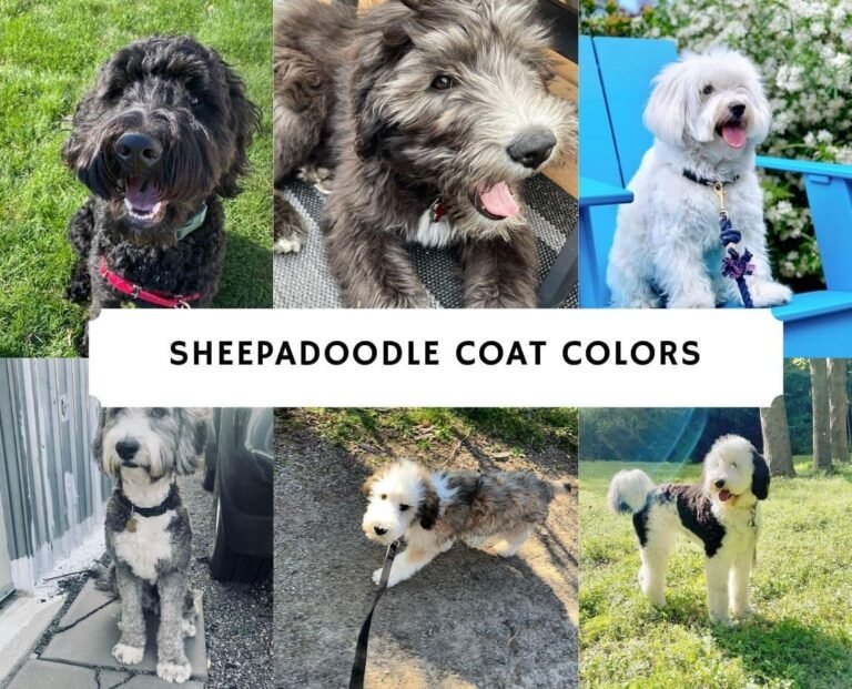 Sheepadoodle-Coat-colors-1