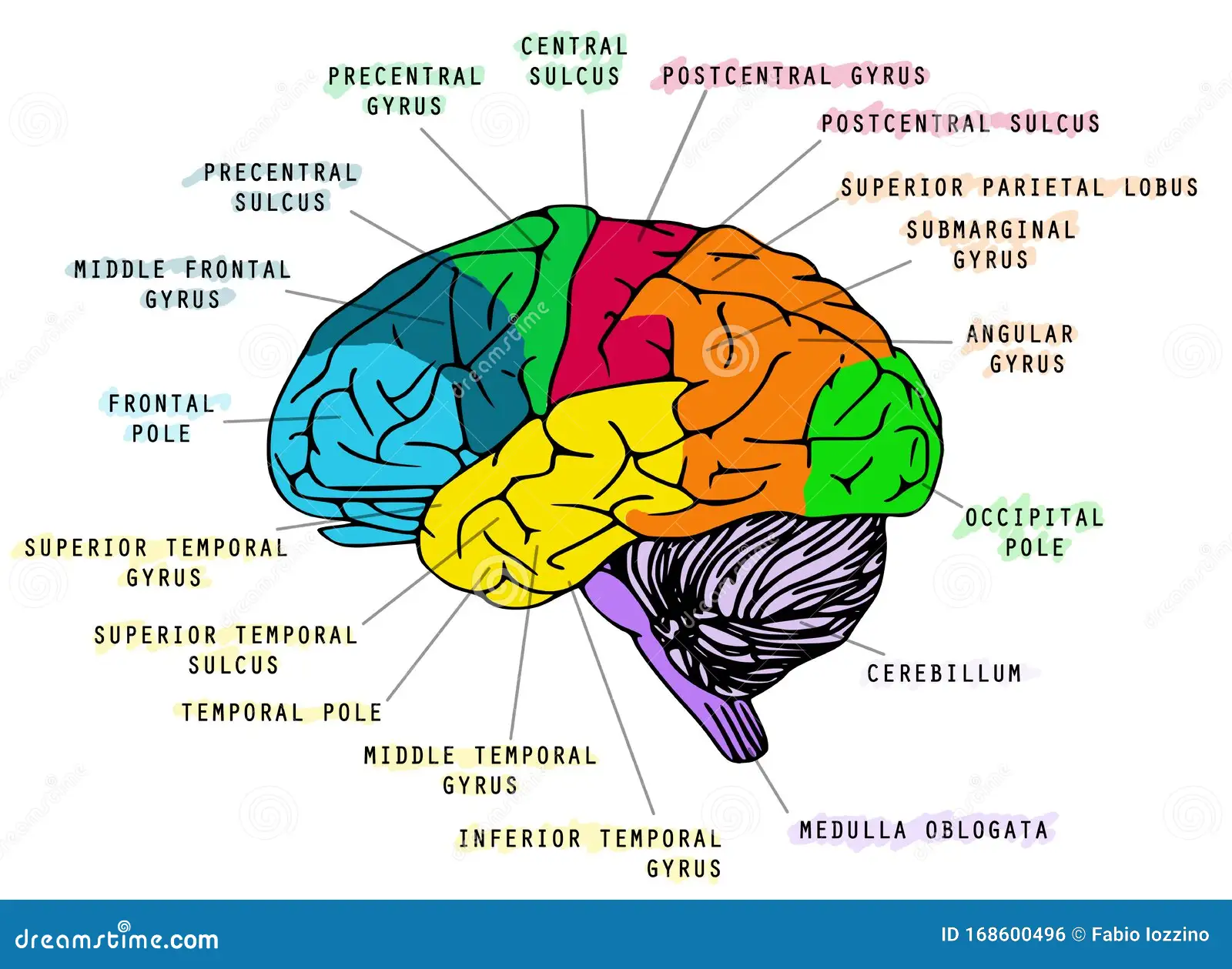 anatom-C3-ADa-del-cerebro-humano-ilustraci-C3-B3n-de-la-sobre-el-fondo-blanco-ideal-para-libros-escolares-168600496-1
