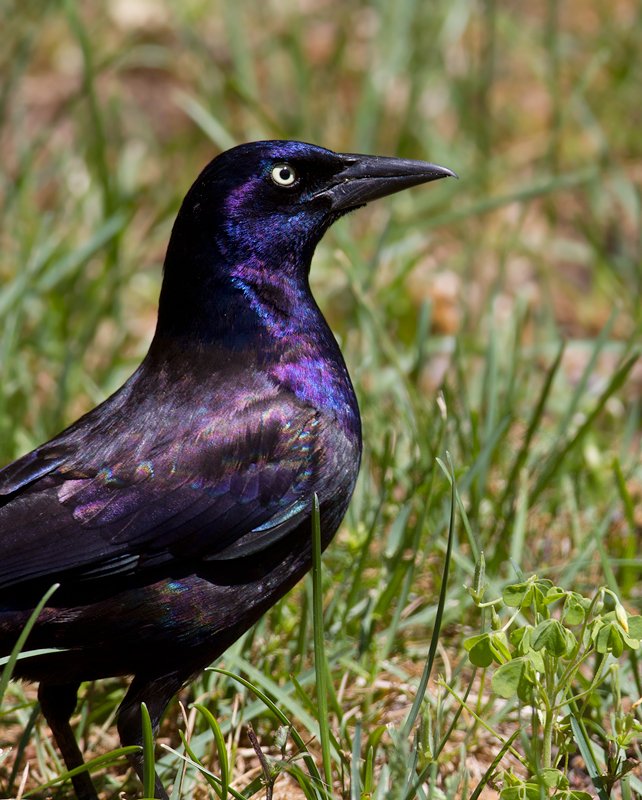 common_grackle_purple_home_20120429_01-2