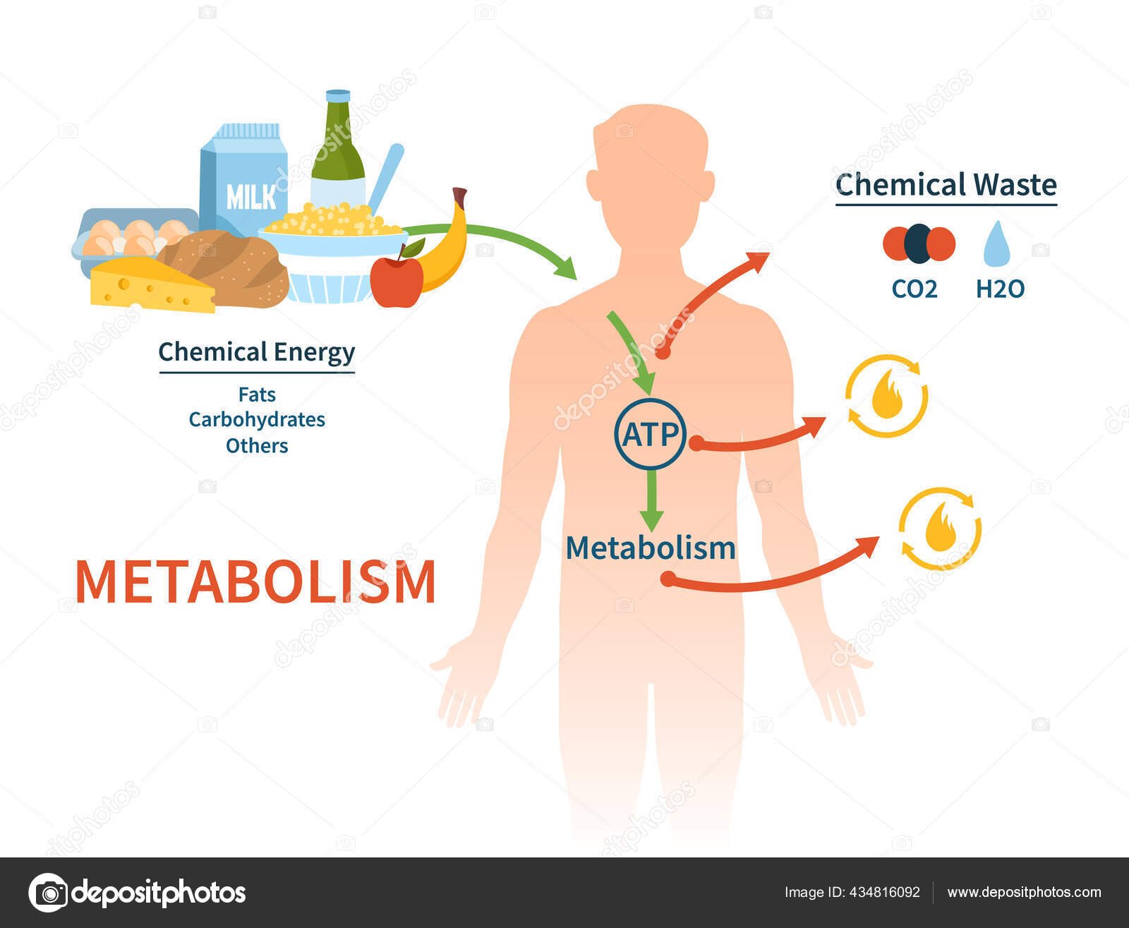 Human metabolism vector banner.