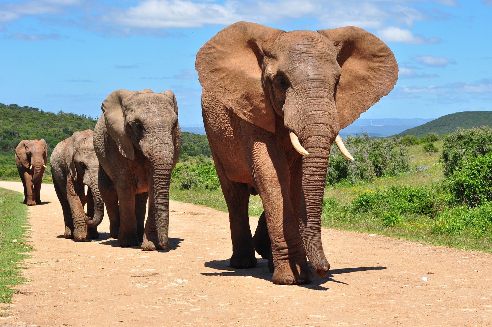 elefante-africano-235722367