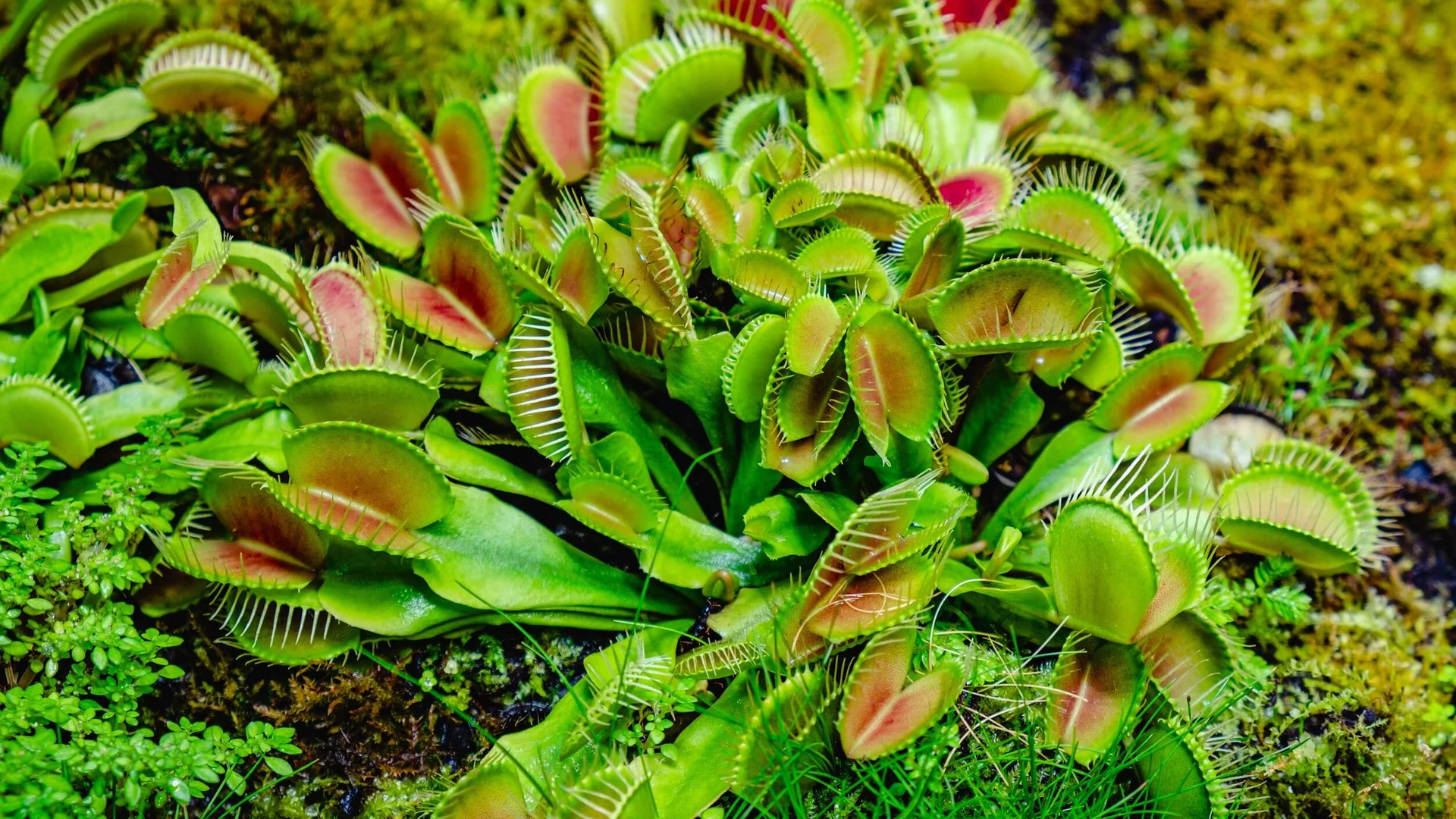 pinguicula-planta-carnivora