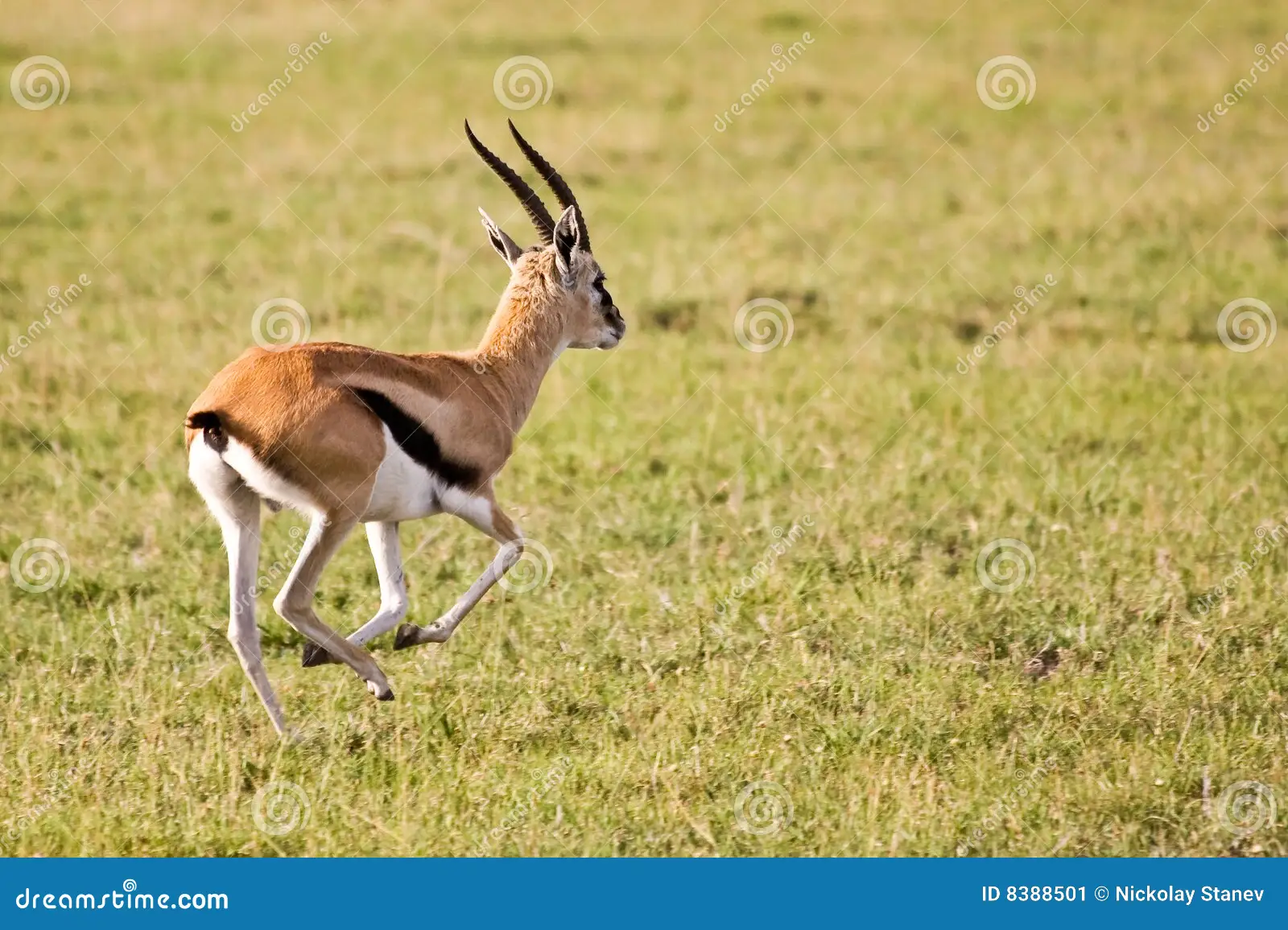 thomson-gazelle-running-serengeti-8388501